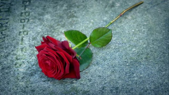 人把玫瑰放在战争纪念碑或坟墓上