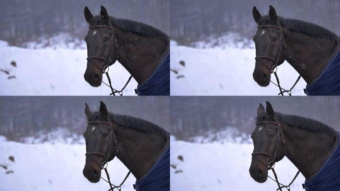 慢动作: 一匹棕色的马观看积雪覆盖全国的详细视图