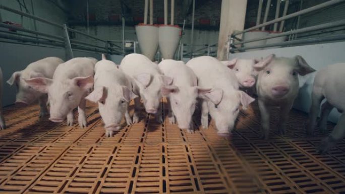 养猪场的猪群土猪喂猪养猪场养殖