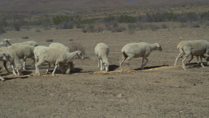 由于气候变化和全球变暖造成的干旱，饥饿的绵羊聚集在农民的车辆周围进行补充喂养