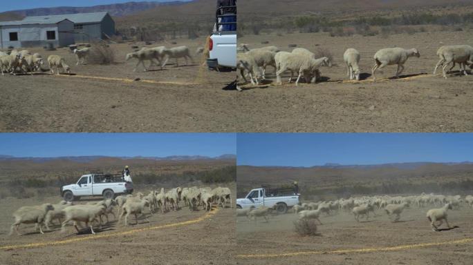 由于气候变化和全球变暖造成的干旱，饥饿的绵羊聚集在农民的车辆周围进行补充喂养