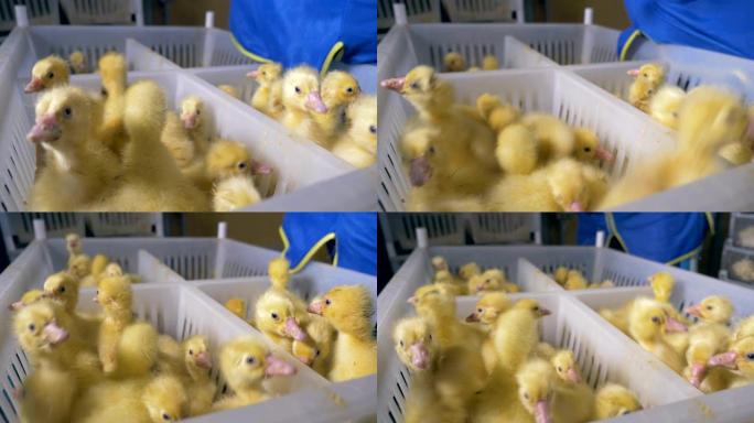 小鸭子被放进家禽的塑料盒里。
