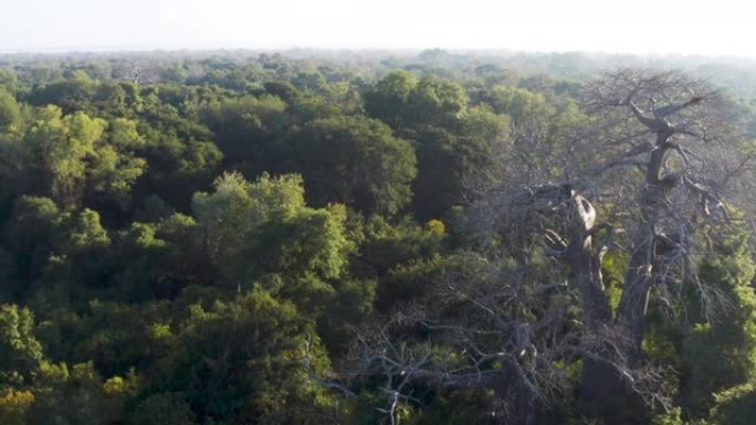 空中飞越中非热带雨林中的一棵大型猴面包树