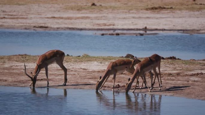 津巴布韦万基国家公园，3只雌性黑斑羚和1只雄性黑斑羚在一个水坑里喝水的4K画面