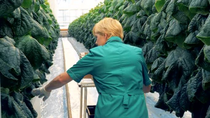 温室工人正在检查成排的黄瓜。现代农业理念。