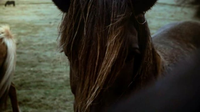 阴天在田野上放牧的棕色冰岛马的美丽风景，鬃毛在风中挥舞。