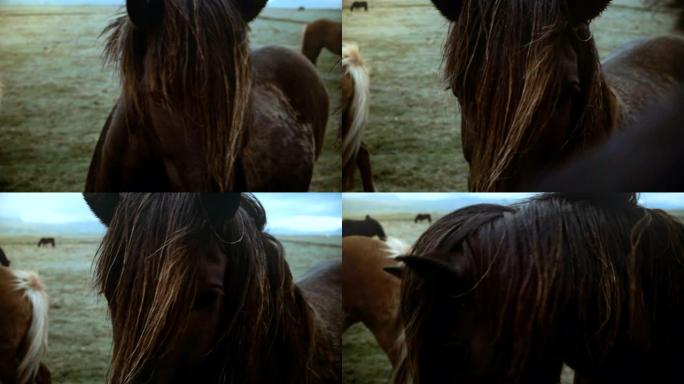 阴天在田野上放牧的棕色冰岛马的美丽风景，鬃毛在风中挥舞。
