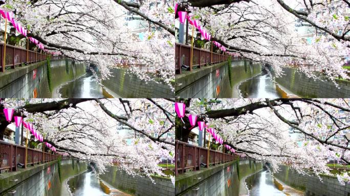 日本东京目黑河春天美丽的樱花或樱花