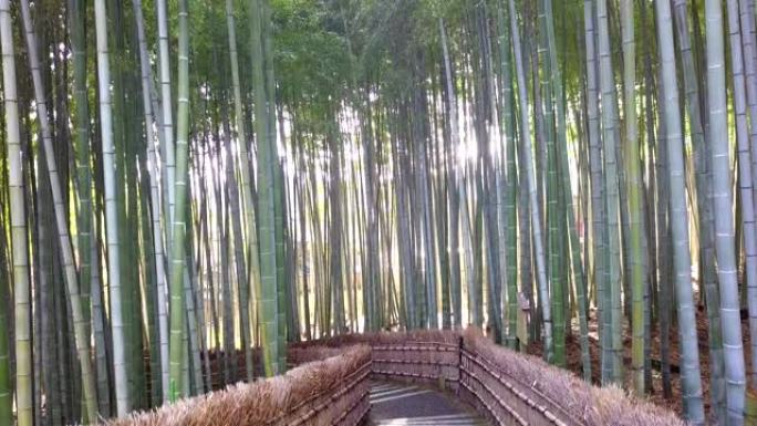 走道竹隧道命名为京都的岚山竹林，日本旅游地标