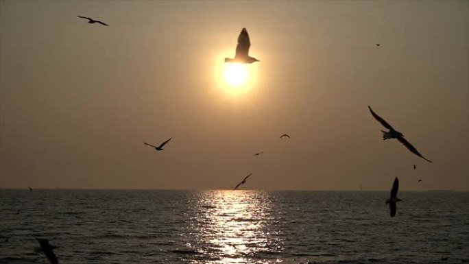 慢动作海鸥和日落