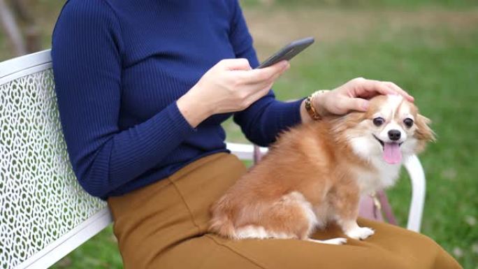 使用智能手机触摸屏与可爱的宠物狗