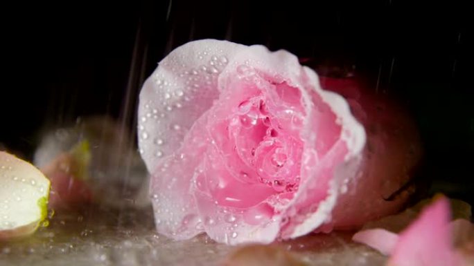 雨滴落在玫瑰上水滴植物粉色玫瑰花特写