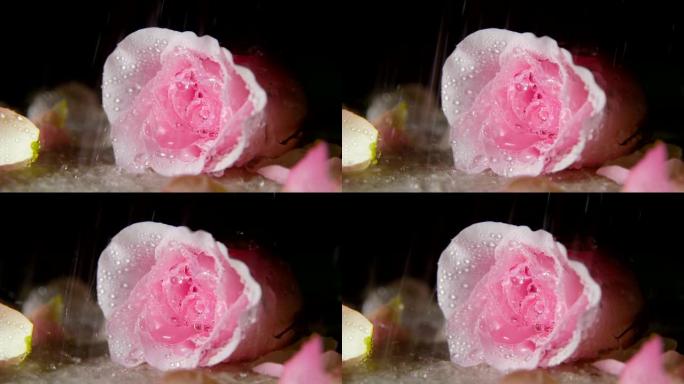 雨滴落在玫瑰上水滴植物粉色玫瑰花特写