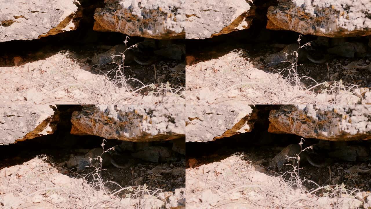美丽的特写镜头，野生灰松鼠在大石头下挖地试图隐藏食物，环顾四周。