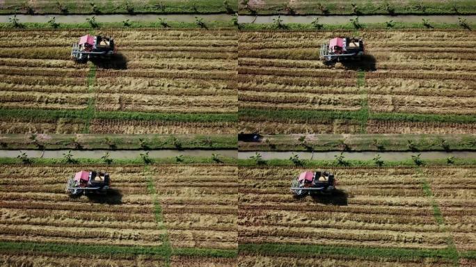 收获玉米的鸟瞰图自动化收割播种