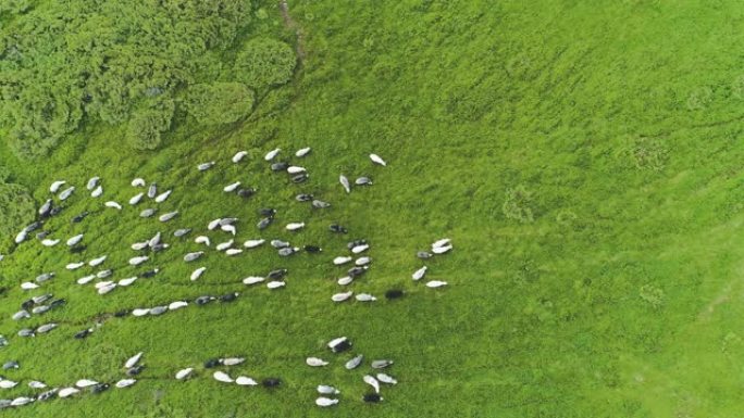 羊群在美丽的山野上吃草