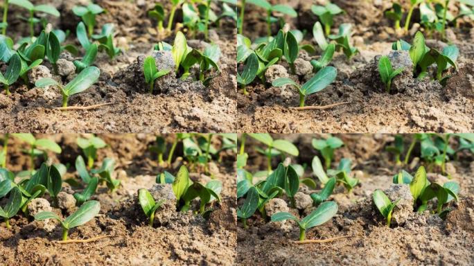 豆芽生长时间的特写