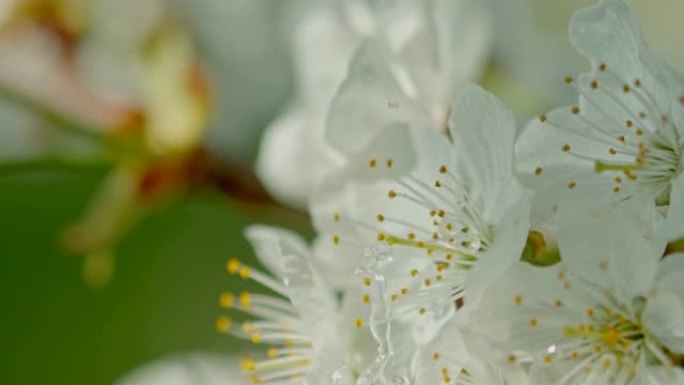 铜水滴落在白花上铜水滴落在白花上滴水雨滴