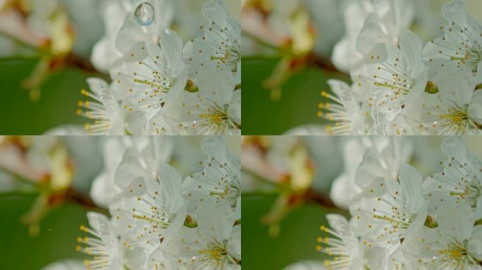 铜水滴落在白花上铜水滴落在白花上滴水雨滴