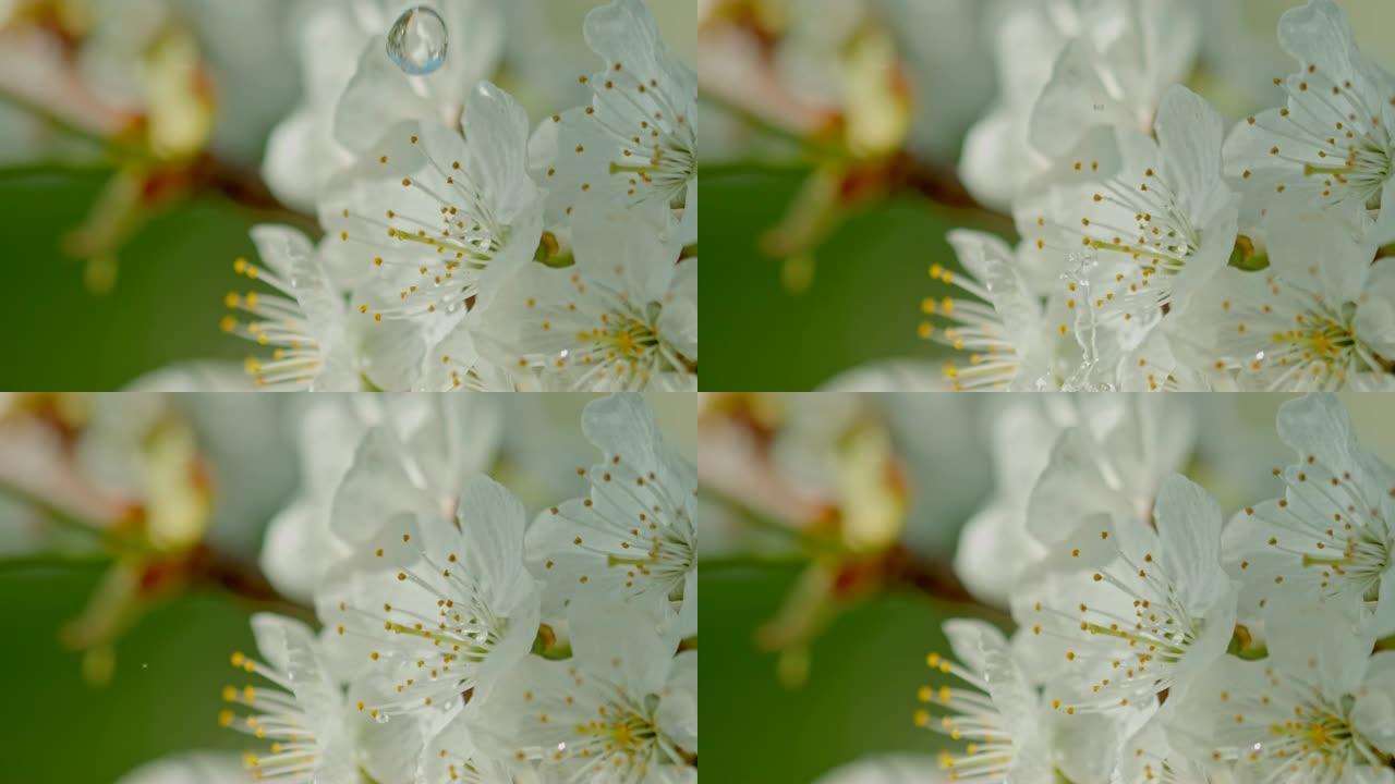 铜水滴落在白花上铜水滴落在白花上滴水雨滴