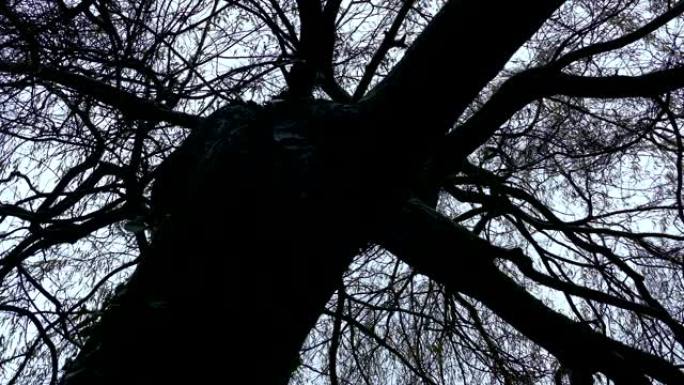 在阴暗的日子里，在粗糙的裸露的树下移动