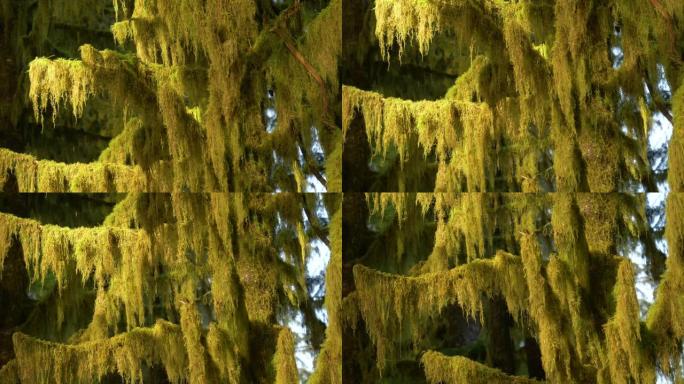 特写: Hoh雨林中一个古老的云杉的树枝被棕色苔藓覆盖
