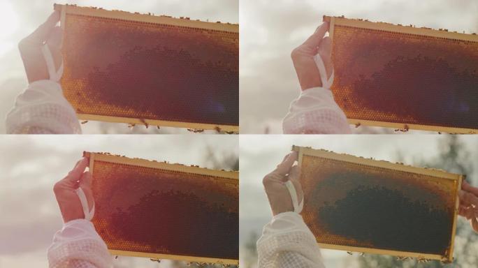 养蜂人在日落时检查蜜蜂蜂巢