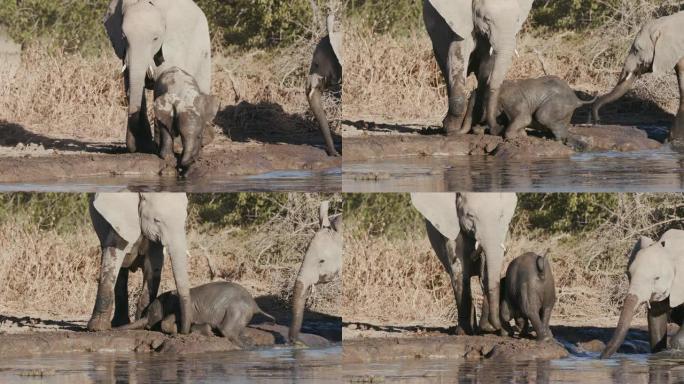 纳米比亚埃托沙国家公园一只可爱的小象滑入和滑出水坑边缘的4k特写视图
