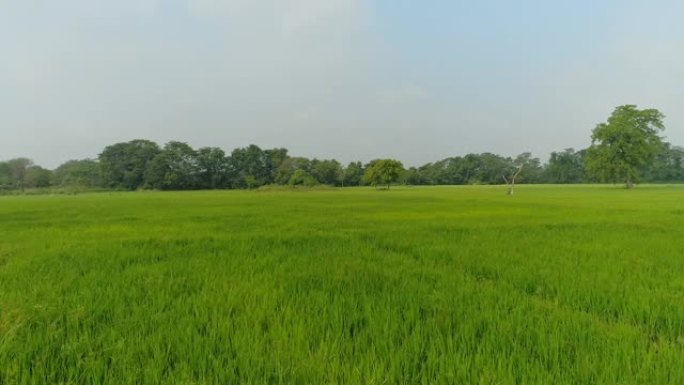 WS郁郁葱葱，绿色景观，斯里兰卡