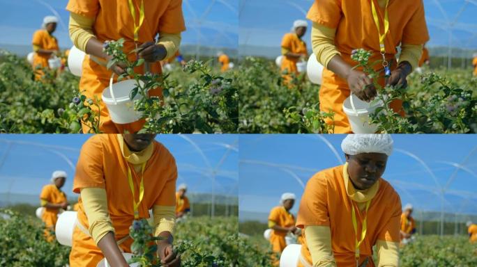 在4k蓝莓农场采摘蓝莓的工人