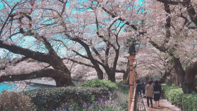 人们在东京的樱花田里旅行