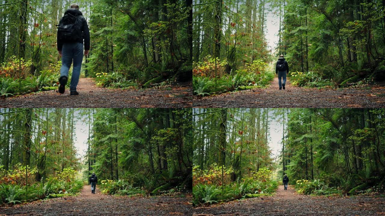 背着背包的人走在森林小径上