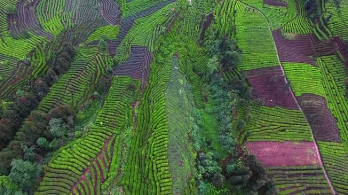 茶园美丽的风景生态茶山茶叶种植农业发展