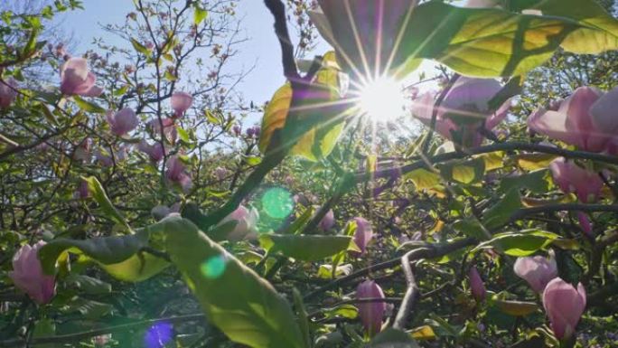 木兰盛开的树。春天拍摄美丽的木兰枝条。晨阳的玉兰粉色花朵。4K