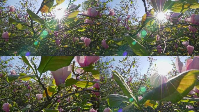 木兰盛开的树。春天拍摄美丽的木兰枝条。晨阳的玉兰粉色花朵。4K