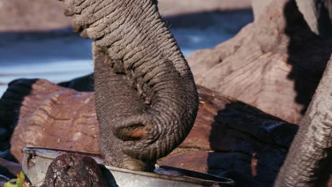 在博茨瓦纳的一个人造水坑中争夺水的象鼻的4k特写视图