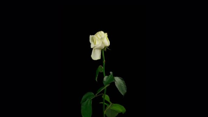 垂死的白玫瑰的延时