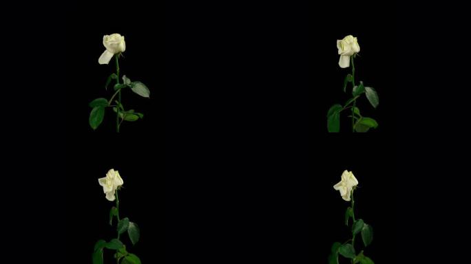 垂死的白玫瑰的延时