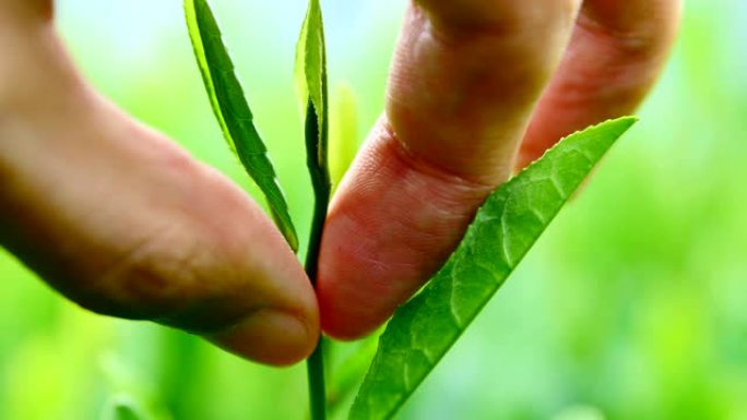 采摘茶叶采摘茶叶