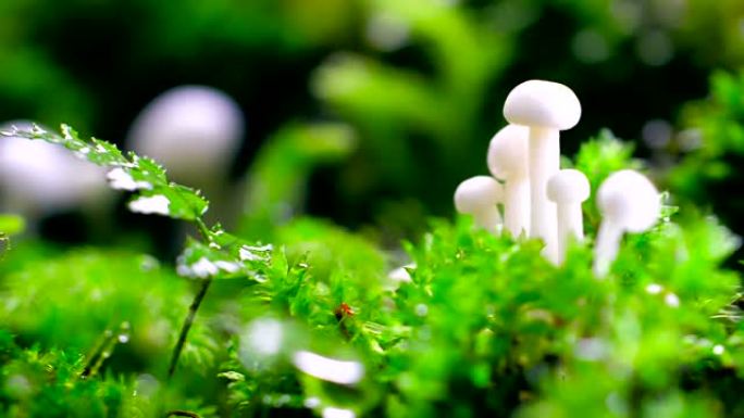 森林中的蘑菇白色蘑菇蘑菇特写