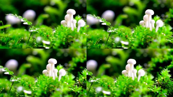 森林中的蘑菇白色蘑菇蘑菇特写