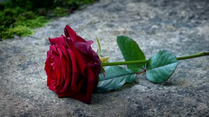 红玫瑰放在墓碑上花朵