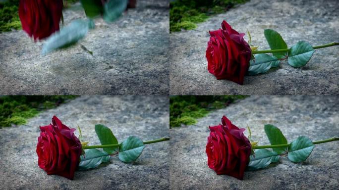 红玫瑰放在墓碑上花朵