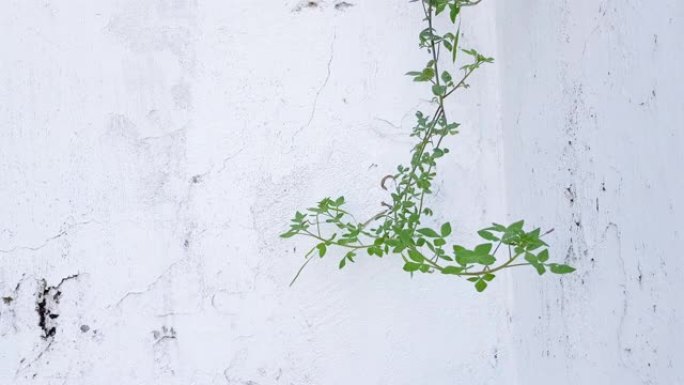 小绿色植物留在旧的白色墙壁上