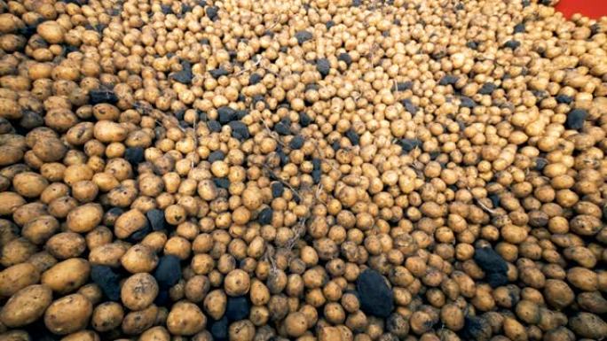 一堆脏土豆放在拖拉机容器里，特写。