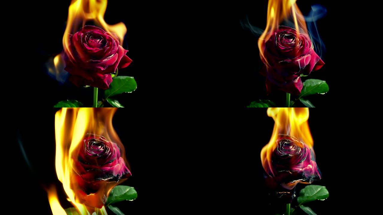 玫瑰着火了 -- 爱恨隐喻