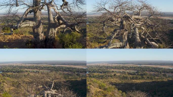 背景中，津巴布韦gonarrezhou国家公园湿地地区的一棵美丽的大猴面包树的空中倾斜视图