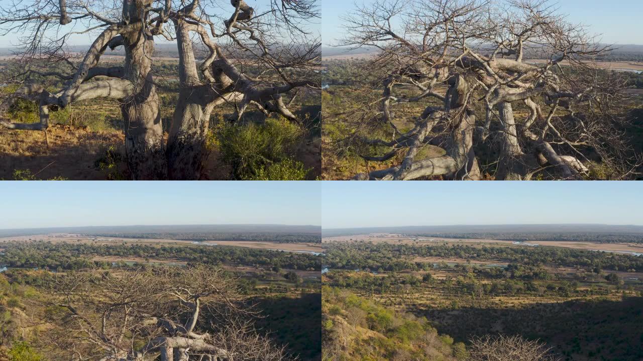 背景中，津巴布韦gonarrezhou国家公园湿地地区的一棵美丽的大猴面包树的空中倾斜视图