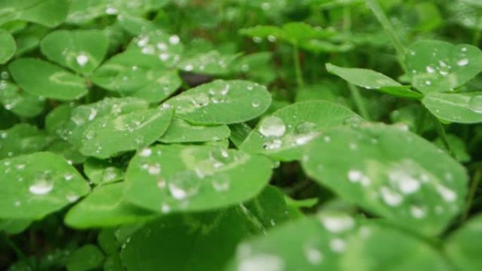 雨天绿色草坪的超级特写。