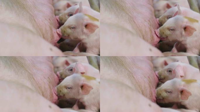 猪的家庭在绿色的露天草坪上，幼犬从母亲那里哺乳。
